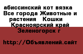 абиссинский кот вязка - Все города Животные и растения » Кошки   . Красноярский край,Зеленогорск г.
